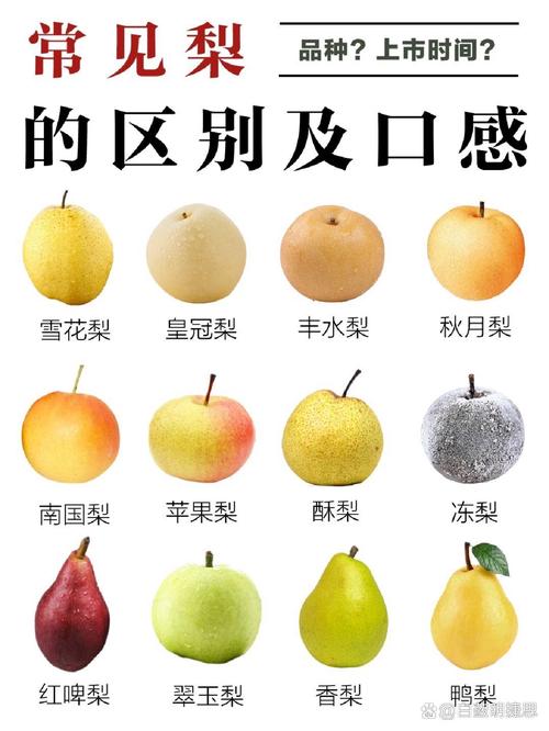 好大个的梨是什么品种？-图2