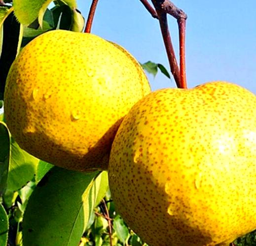 好大个的梨是什么品种？-图1