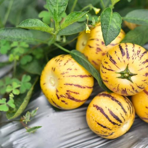 哪种人参果品种最好吃?-图3 哪种人参果品种最好吃?-图3