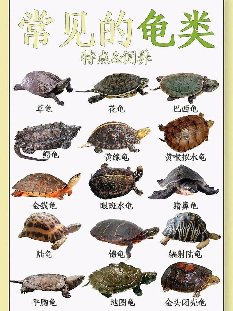 浙江省有哪些乌龟品种-图2