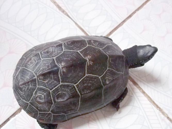 浙江省有哪些乌龟品种-图1