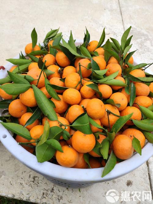哪些桔子品种产量比较高?-图3 哪些桔子品种产量比较高?-图3