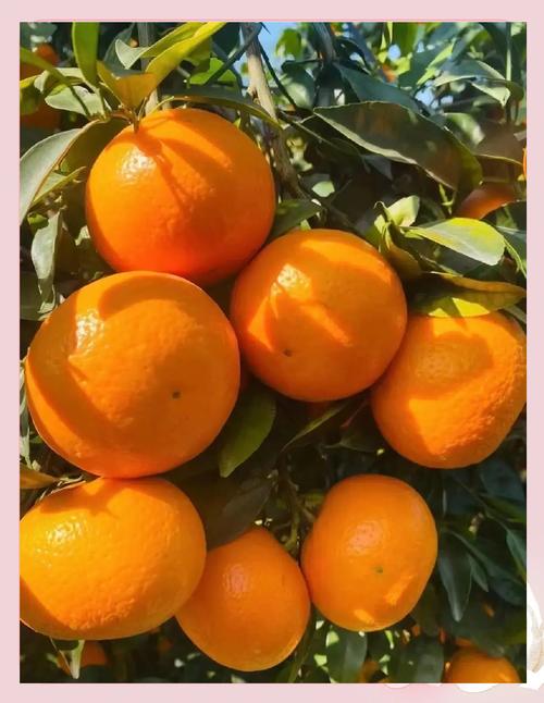 哪些桔子品种产量比较高?-图2 哪些桔子品种产量比较高?-图2