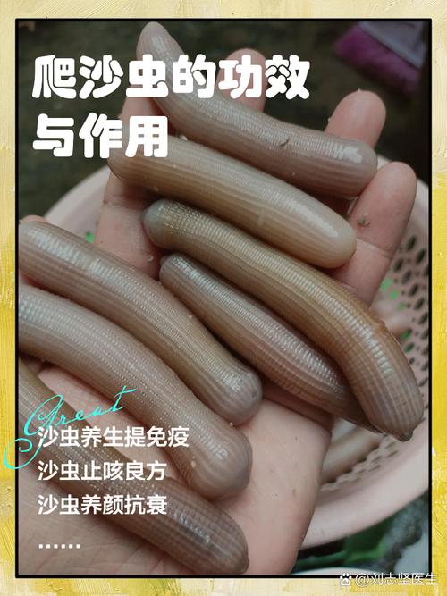 爬沙虫养殖技术难点有哪些?-图1 爬沙虫养殖技术难点有哪些?-图1