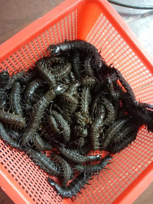 爬沙虫养殖技术难点有哪些?-图3 爬沙虫养殖技术难点有哪些?-图3