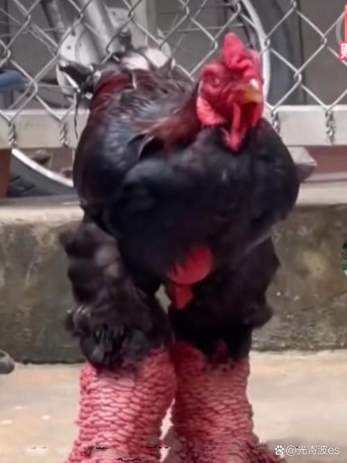 什么品种的鸡擅长赛跑?-图3 什么品种的鸡擅长赛跑?-图3