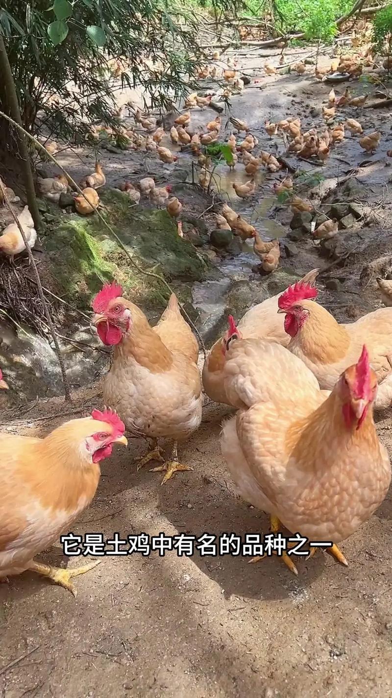 什么品种的鸡擅长赛跑?-图1 什么品种的鸡擅长赛跑?-图1