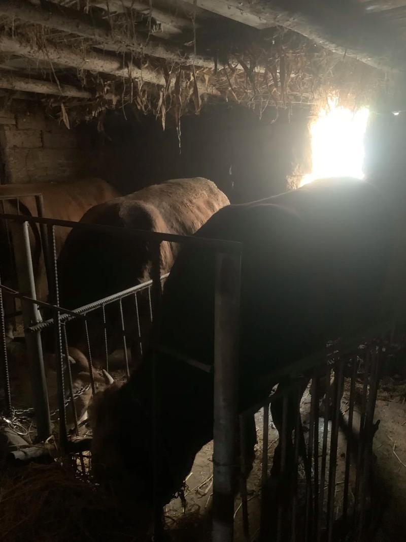 农村养牛防偷技术视频真能防住偷牛贼吗?-图3 农村养牛防偷技术视频真能防住偷牛贼吗?-图3