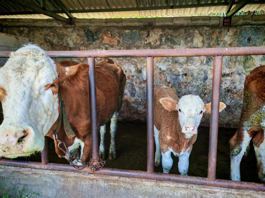 农村养牛防偷技术视频真能防住偷牛贼吗?-图2 农村养牛防偷技术视频真能防住偷牛贼吗?-图2