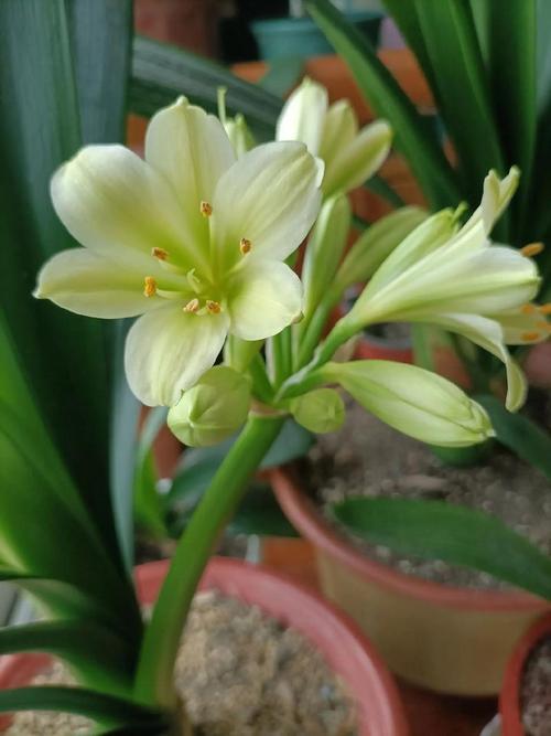 君子兰最贵品种是哪个?-图2 君子兰最贵品种是哪个?-图2