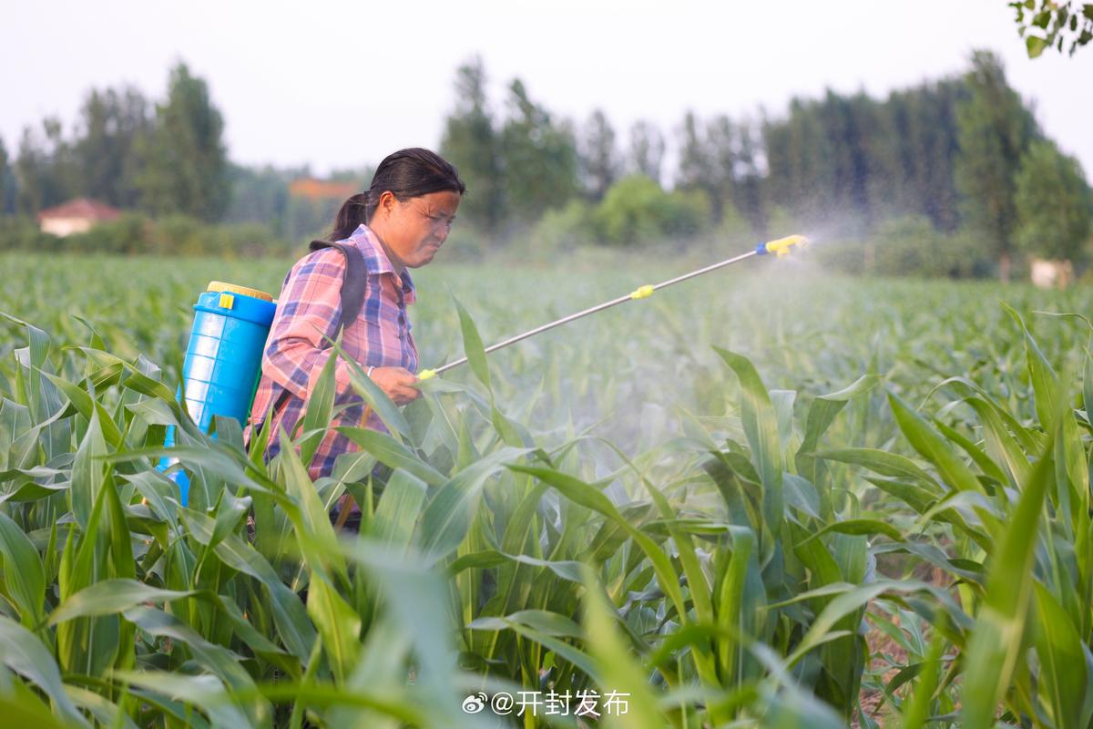 水稻玉米种植技术视频-图2