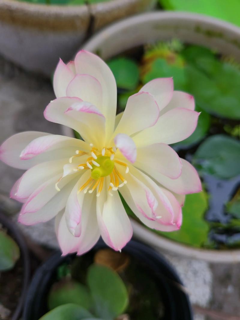 碗莲什么品种开花率高？-图2