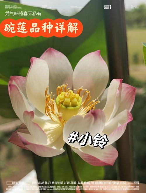 碗莲什么品种开花率高？-图3