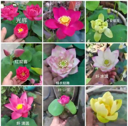 碗莲什么品种开花率高?-图1 碗莲什么品种开花率高?-图1
