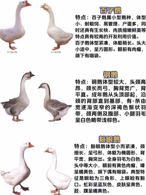 养鹅都是什么品种好啊-图2