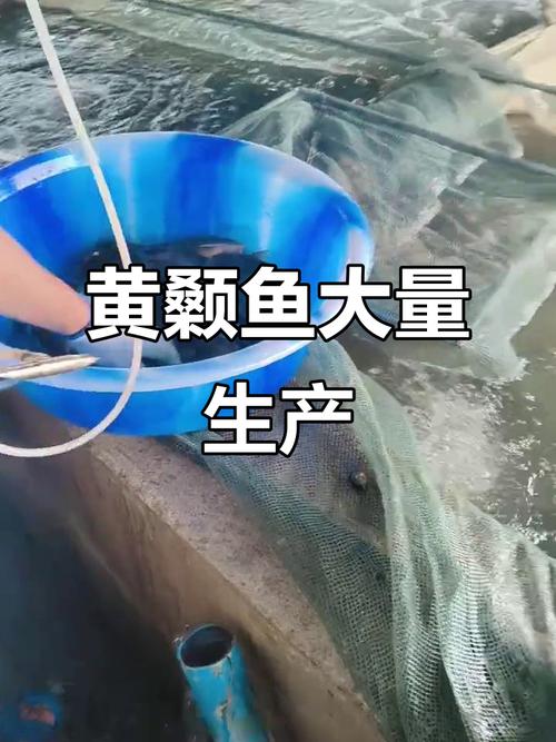 2025年黄颡鱼价格行情会涨还是会跌？-图3