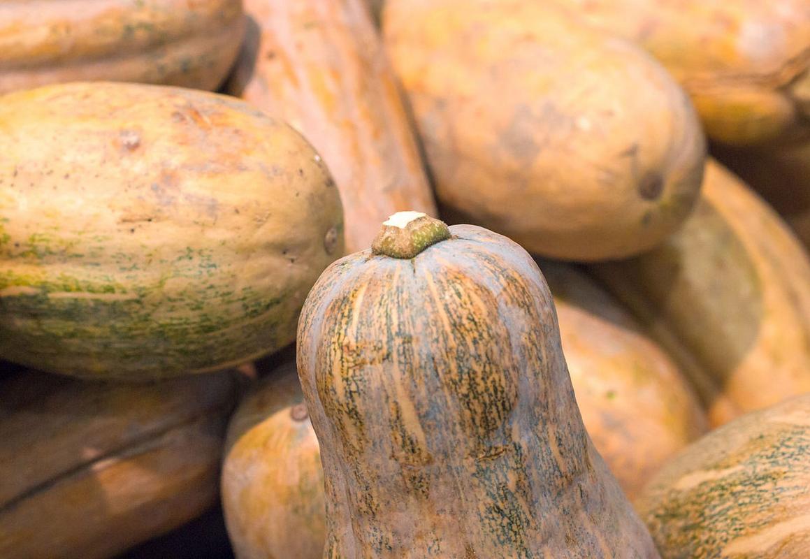 哪些南瓜品种营养价值最高?-图3 哪些南瓜品种营养价值最高?-图3