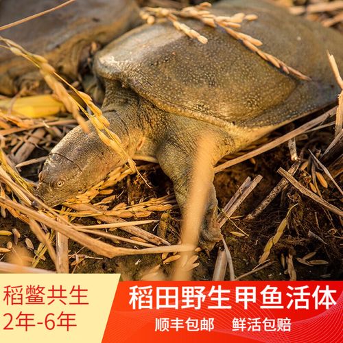 有机水稻如何与蛙鳖共生养殖?-图1 有机水稻如何与蛙鳖共生养殖?-图1