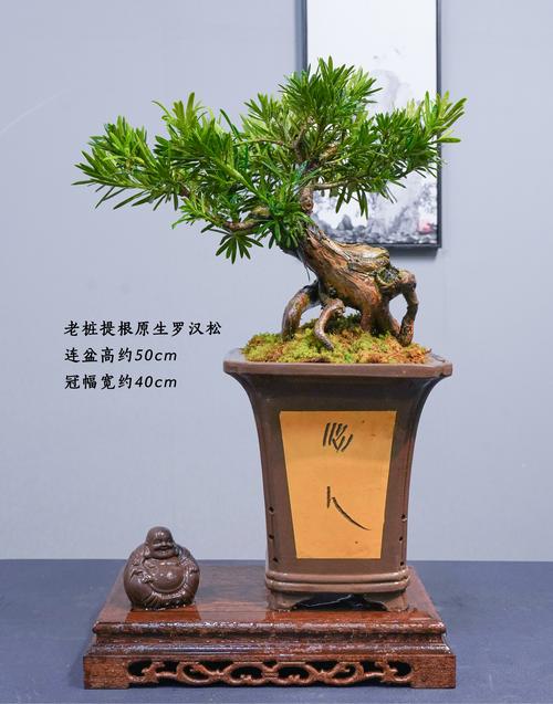 罗汉松什么品种好?-图2 罗汉松什么品种好?-图2