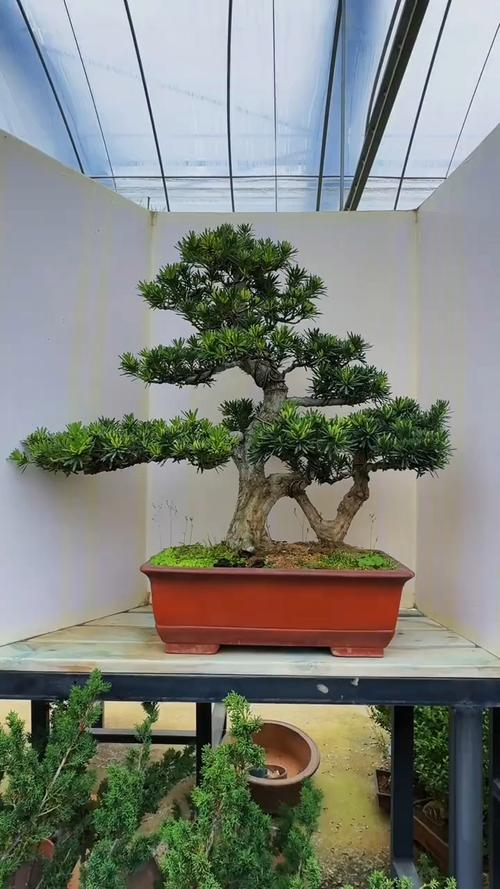 罗汉松什么品种好?-图1 罗汉松什么品种好?-图1