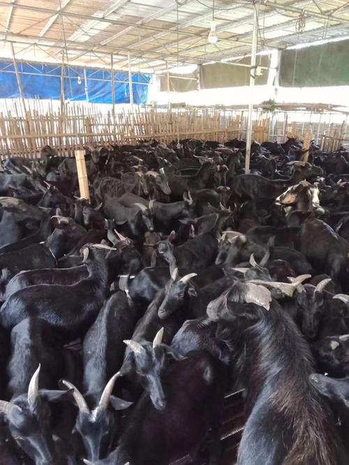 广东黑山羊哪个品种好-图1