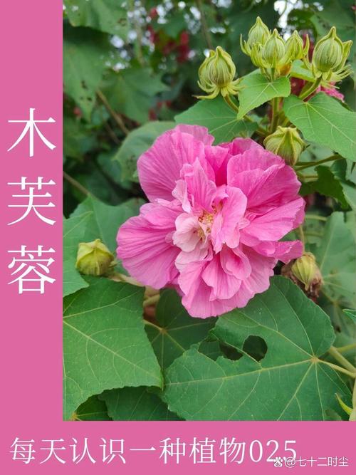 芙蓉花品种及图片大全-图2