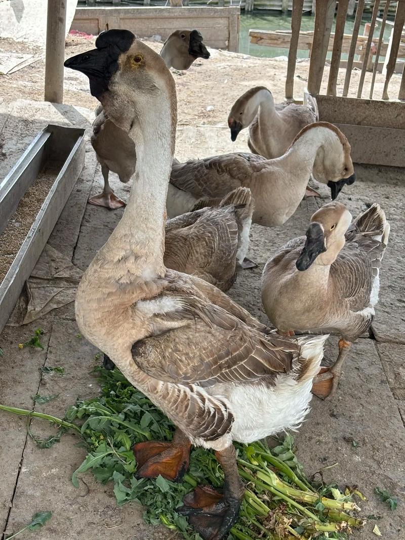 中国唯一大型鹅品种有何独特之处?-图3 中国唯一大型鹅品种有何独特之处?-图3