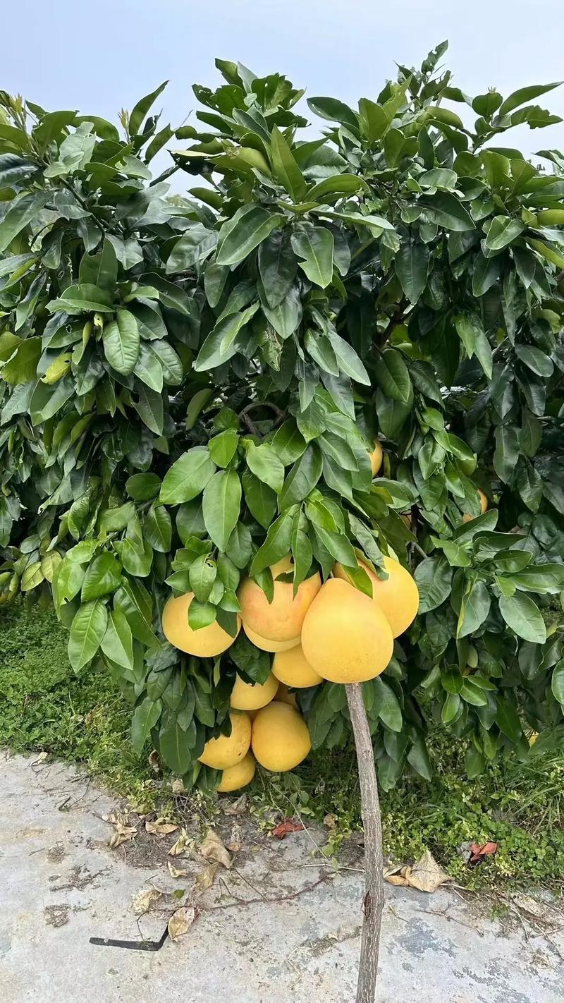 北方适合种哪些柚子品种?-图2 北方适合种哪些柚子品种?-图2