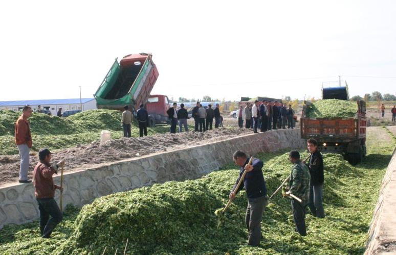 青贮饲料养猪技术视频怎么学?-图1 青贮饲料养猪技术视频怎么学?-图1