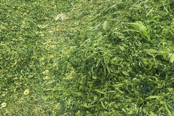 青贮饲料养猪技术视频怎么学？-图2