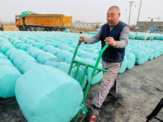 青贮饲料养猪技术视频怎么学?-图3 青贮饲料养猪技术视频怎么学?-图3