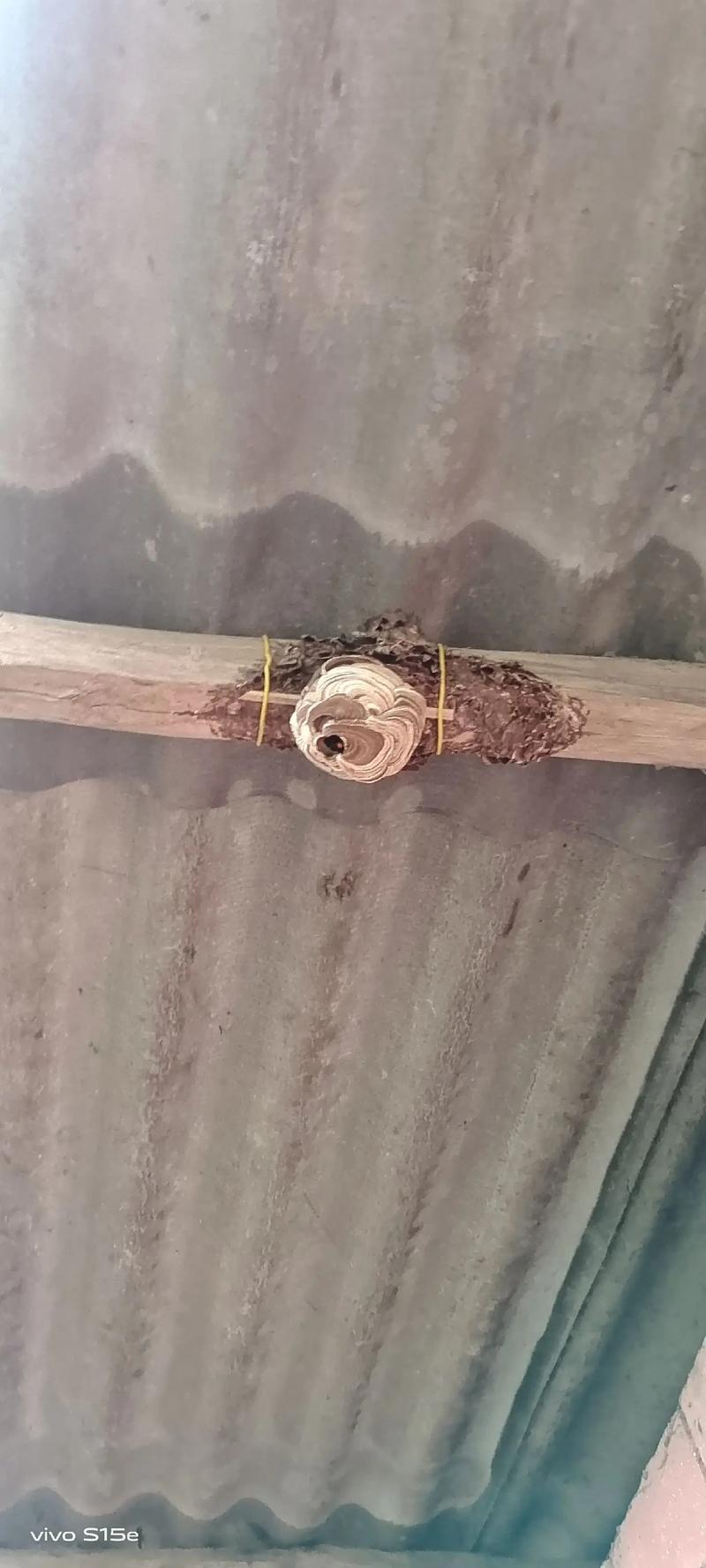 巢基制作技术视频,新手如何快速上手?-图1 巢基制作技术视频,新手如何快速上手?-图1