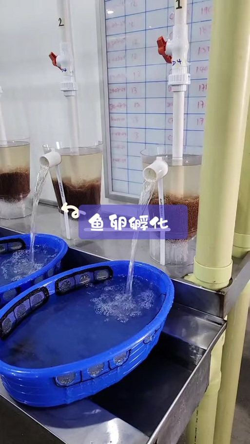 黑鱼人工孵化技术视频-图1 黑鱼人工孵化技术视频-图1