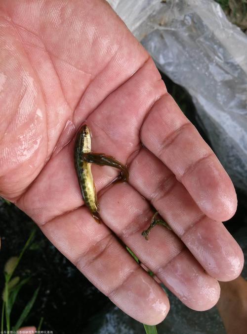 黑鱼人工孵化技术视频-图2 黑鱼人工孵化技术视频-图2