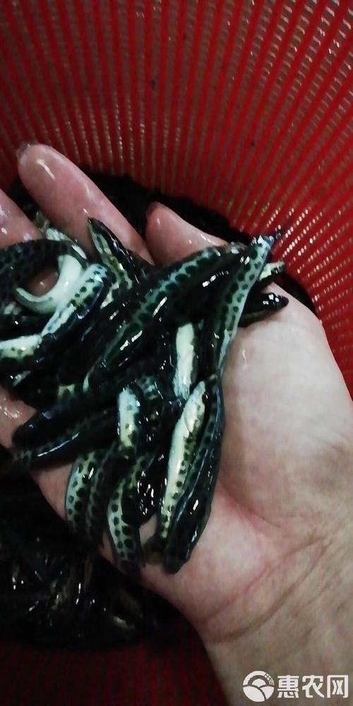 黑鱼人工孵化技术视频-图3 黑鱼人工孵化技术视频-图3