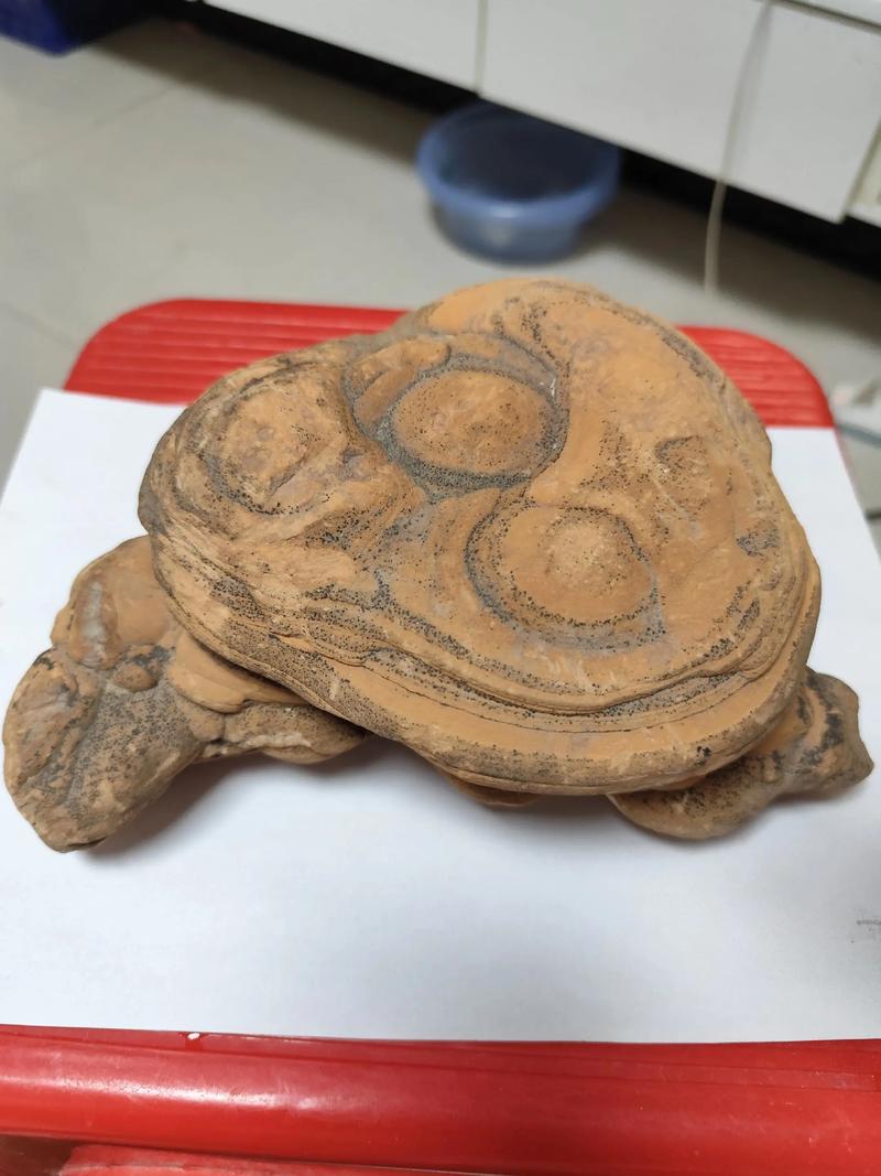 石龟2025年最新价格多少钱一斤？-图2