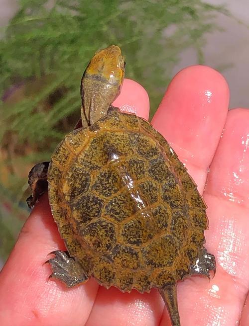 石龟2025年最新价格多少钱一斤?-图3 石龟2025年最新价格多少钱一斤?-图3