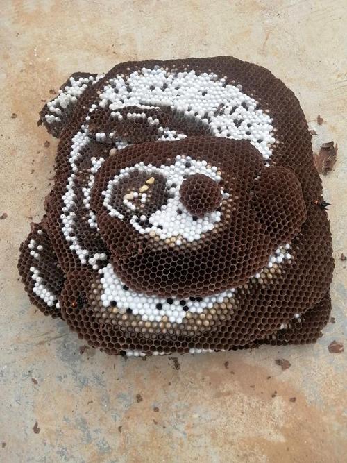 广西有哪些胡蜂品种?-图1 广西有哪些胡蜂品种?-图1