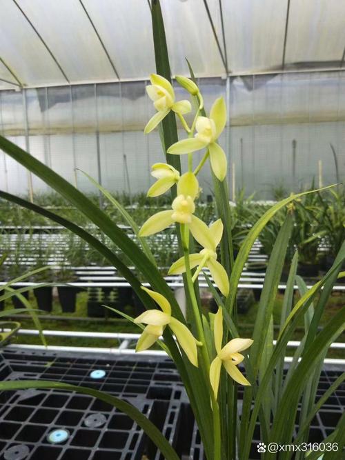 最值得养的建兰荷品种,哪种最值得入手?-图1 最值得养的建兰荷品种,哪种最值得入手?-图1