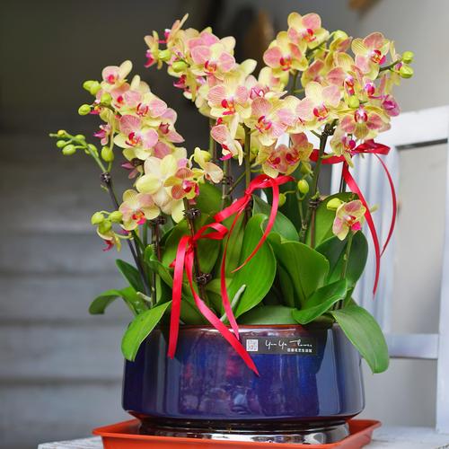 蝴蝶兰什么品种好养又好看？-图3