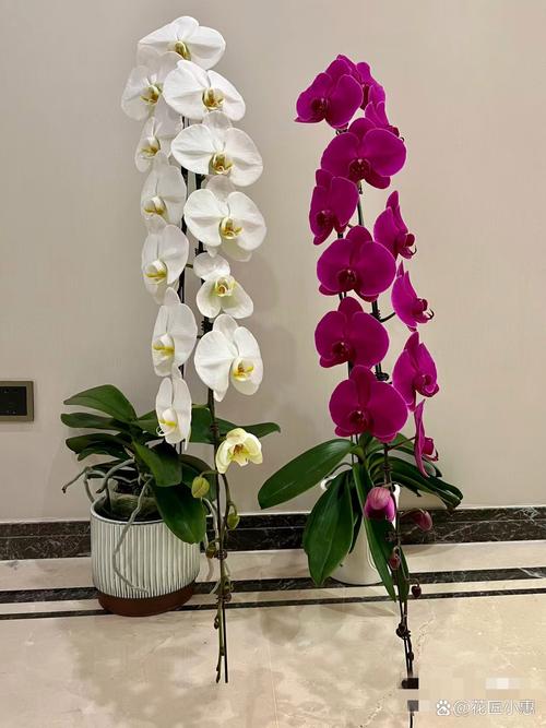 蝴蝶兰什么品种好养又好看？-图2