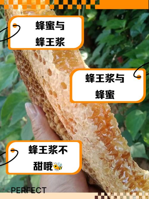 浆蜜型蜂王哪个品种好-图1 浆蜜型蜂王哪个品种好-图1