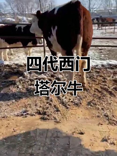 吉林省养殖什么品种牛-图2 吉林省养殖什么品种牛-图2