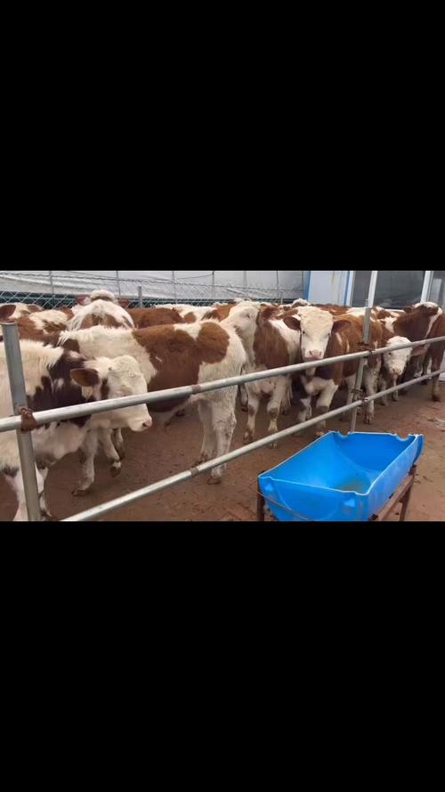 吉林省养殖什么品种牛-图1 吉林省养殖什么品种牛-图1