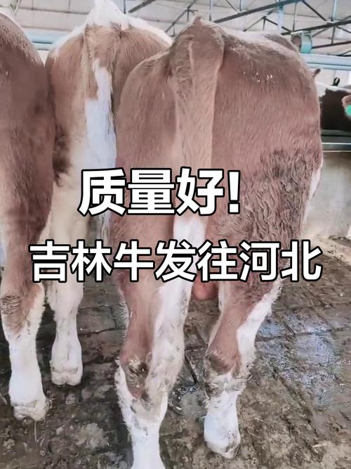 吉林省养殖什么品种牛-图3 吉林省养殖什么品种牛-图3