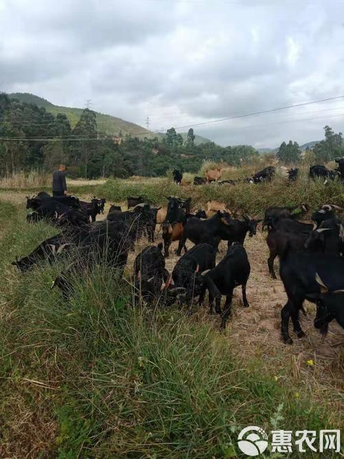 云南养的羊是什么品种-图3 云南养的羊是什么品种-图3