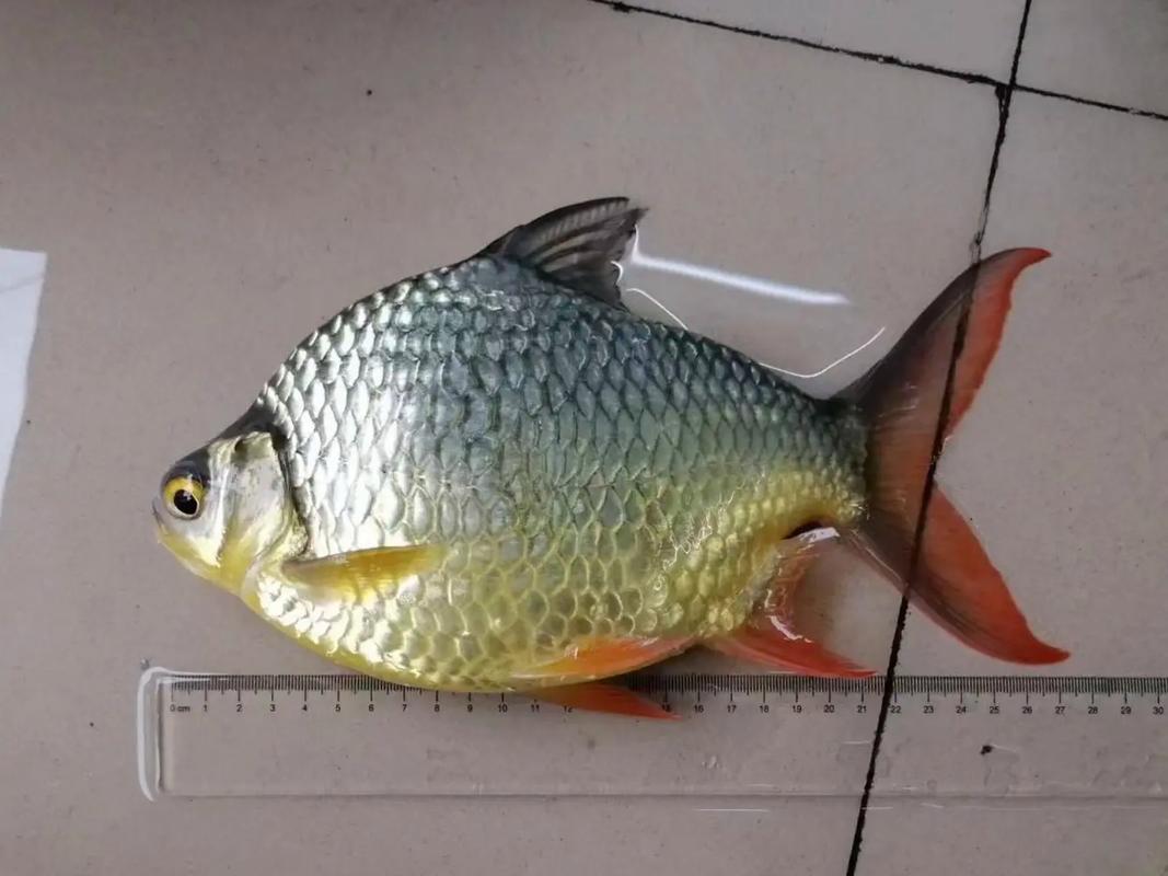 世上最大鲫鱼品种有多大?-图3 世上最大鲫鱼品种有多大?-图3
