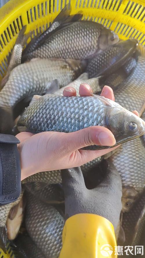 世上最大鲫鱼品种有多大?-图2 世上最大鲫鱼品种有多大?-图2