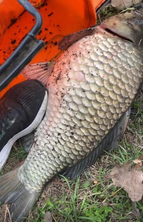 世上最大鲫鱼品种有多大?-图1 世上最大鲫鱼品种有多大?-图1