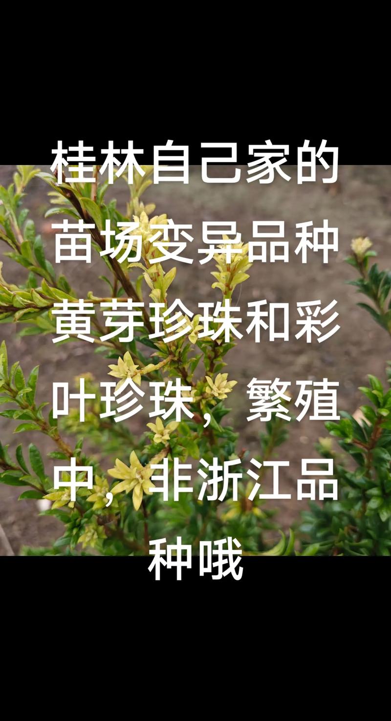 珍珠罗汉松有几个品种-图2 珍珠罗汉松有几个品种-图2